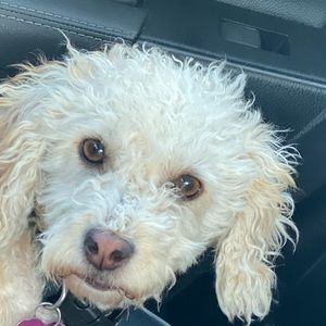 Meet your Posher, Isabel